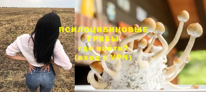 купить наркоту  Верхотурье  Галлюциногенные грибы Psilocybine cubensis 